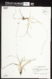 Carex peckii image