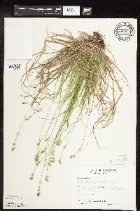 Carex peckii image