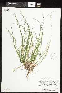 Carex peckii image