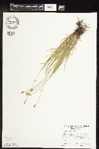 Carex peckii image
