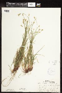 Carex peckii image