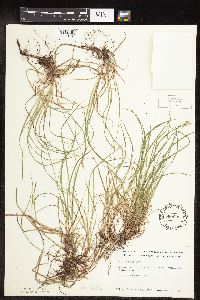 Carex peckii image