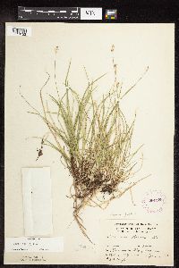 Carex peckii image