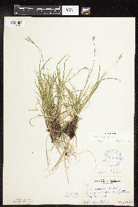 Carex peckii image