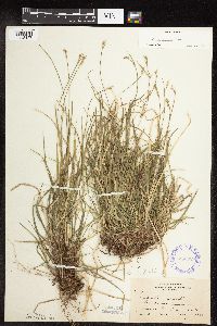 Carex peckii image