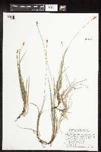 Carex peckii image