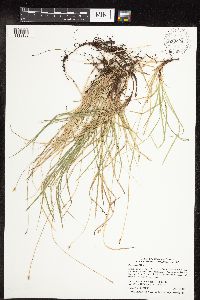Carex peckii image