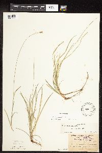 Carex peckii image