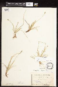 Carex peckii image