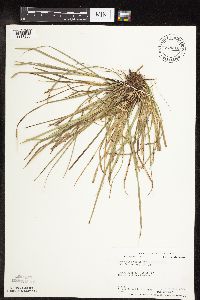 Carex pedunculata image