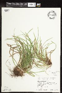 Carex pedunculata image