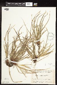 Carex pedunculata image