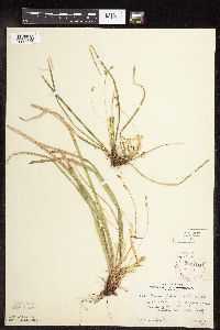 Carex pedunculata image