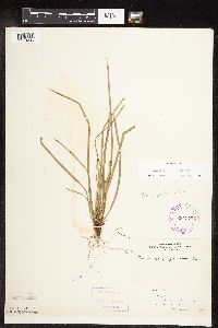 Carex pedunculata image