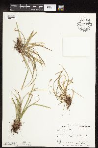 Carex pedunculata image