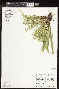 Carex pedunculata image