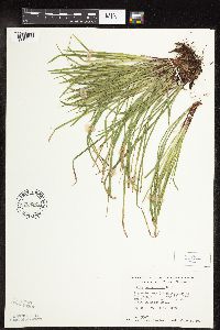 Carex pedunculata image
