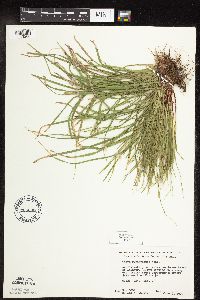 Carex pedunculata image