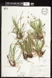 Carex pedunculata image