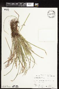 thumbnail image of current specimen