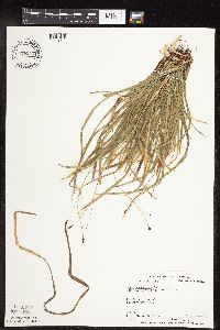 Carex pedunculata image