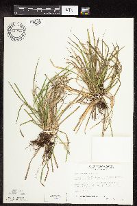 Carex pedunculata image