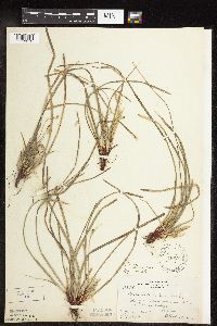 Carex pedunculata image
