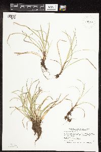 Carex pedunculata image