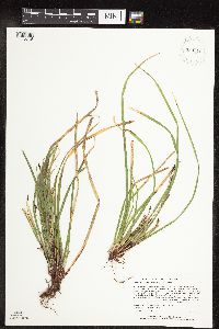 Carex pedunculata image