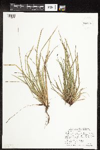 Carex pedunculata image