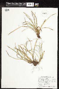 Carex pedunculata image