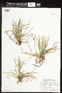Carex pedunculata image