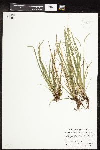 Carex pedunculata image