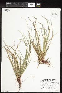 Carex pedunculata image