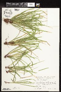 Carex pedunculata image