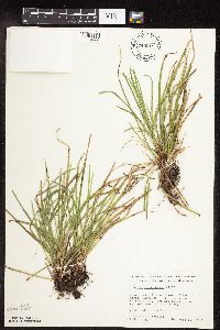 Carex pedunculata image