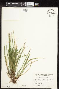 Carex pedunculata image