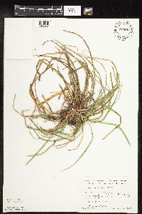 Carex pedunculata image