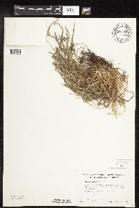 Carex pedunculata image