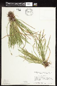 Carex pedunculata image
