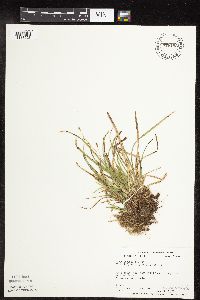 Carex pedunculata image