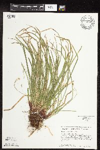 Carex pedunculata image