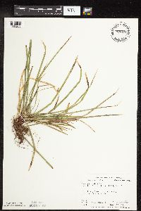 Carex pedunculata image