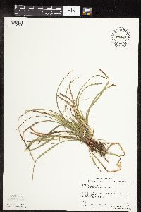 Carex pedunculata image