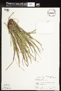 Carex pedunculata image