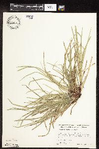 Carex pedunculata image
