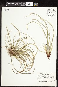 Carex pedunculata image