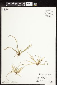 Carex pedunculata image