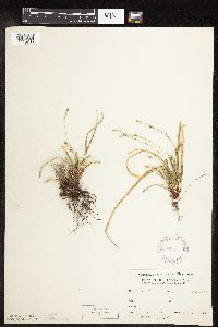 Carex pedunculata image