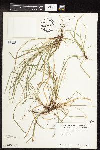 Carex pedunculata image
